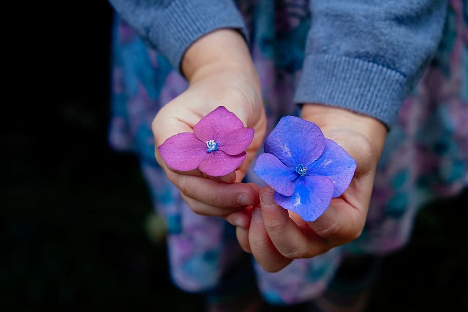 person holding two purple and blue petaled flowers, pink, hands HD wallpaper