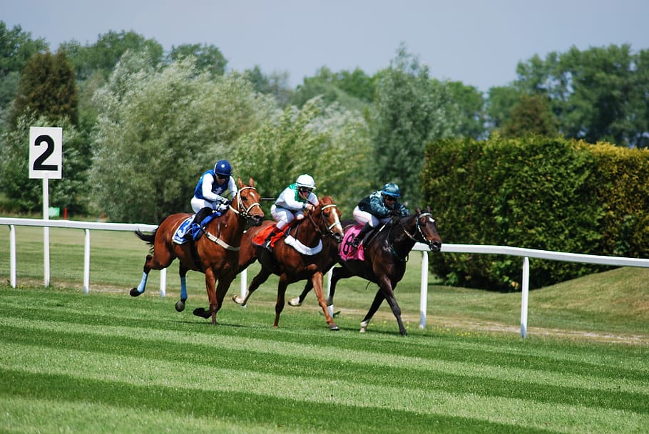 Race, Horses, Racecourse, sports Venue, horseracing Track, horse Racing HD wallpaper