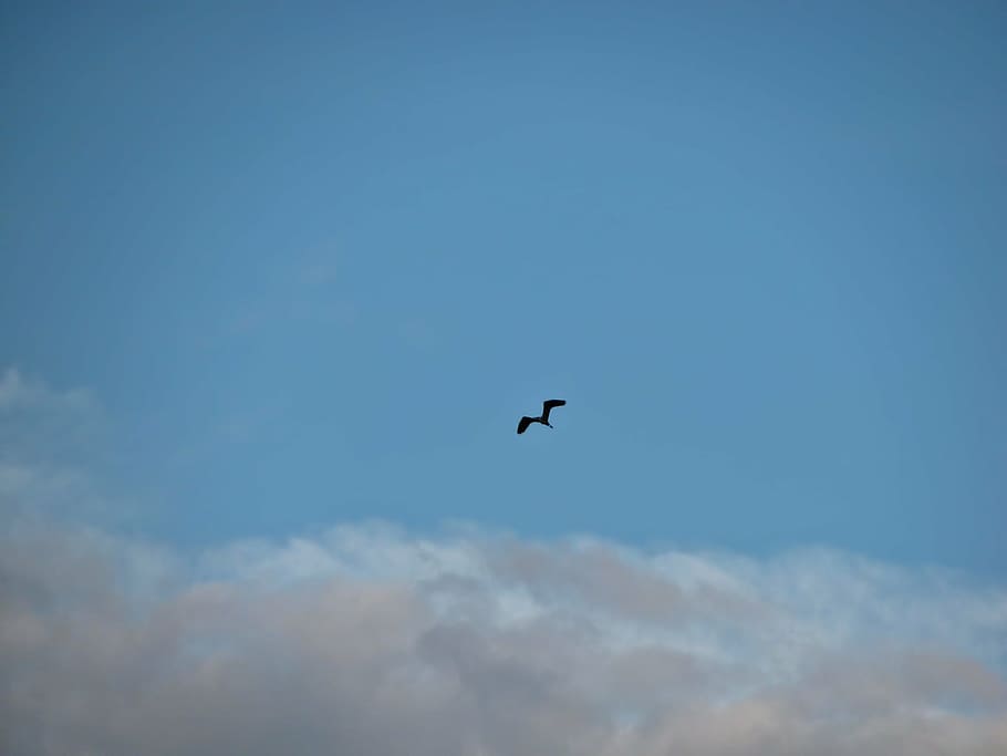 bird, sky, clouds, skyscape, air, flying, flight, blue, dom HD wallpaper