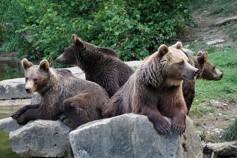 four brown bears photograph, Nature, Forest, Zoo, wildlife park HD wallpaper