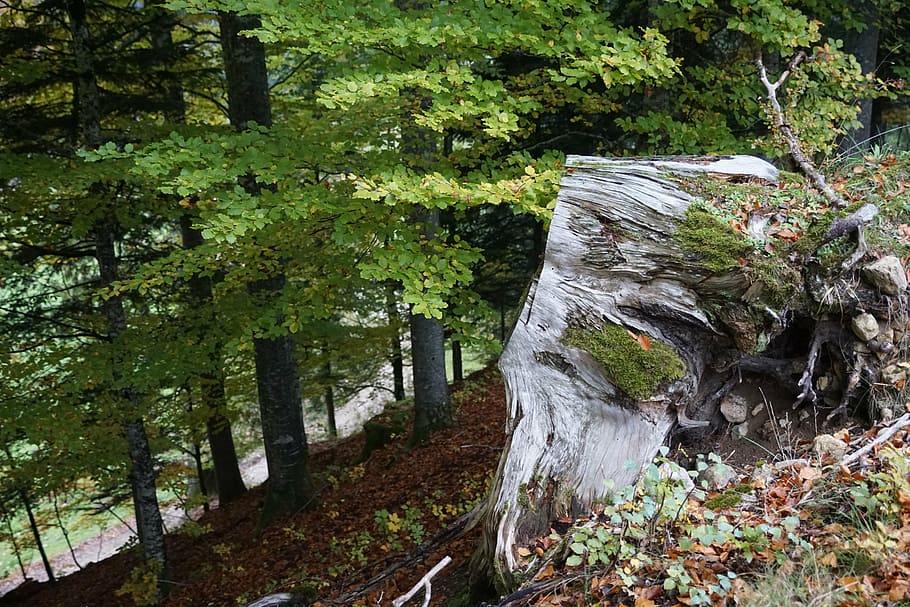 forest, slope, nature, log, tree, plant, land, growth, beauty in nature HD wallpaper