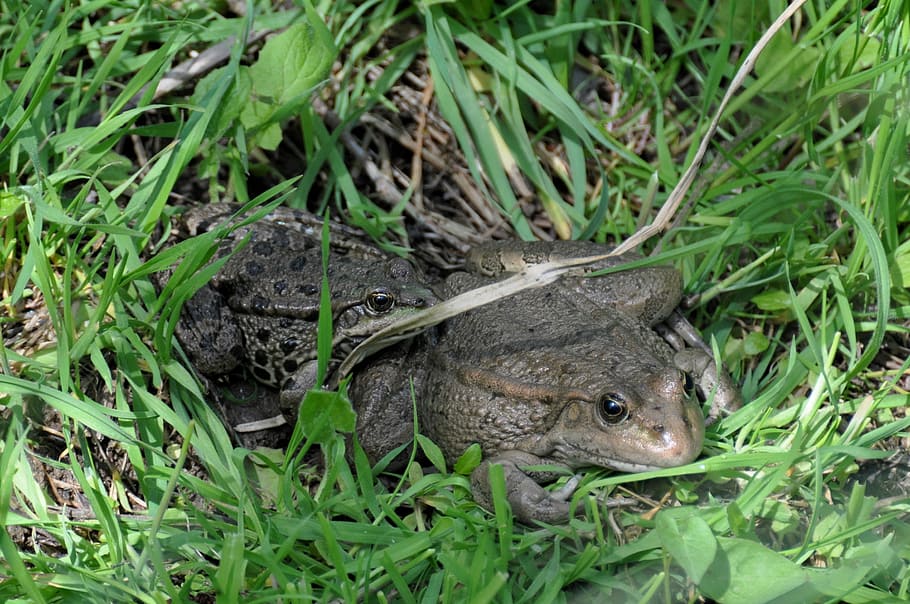 Toad, Frogs, Animals, Water, Pond, nature, amphibian, one animal HD wallpaper