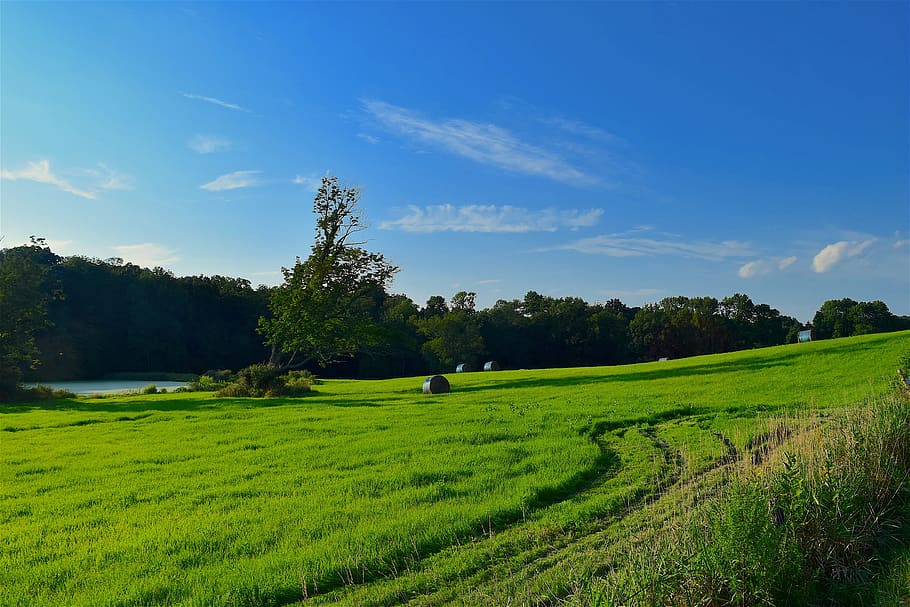 field, grass, green, hay, tree, blue, sky, sun, nature, summer HD wallpaper