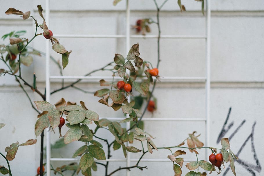 red fruits, green leaves, plant, berry, rose, leaf, rose hip HD wallpaper