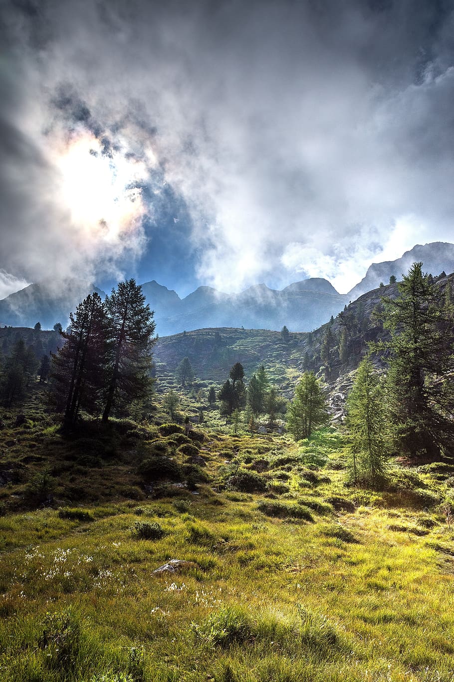 trees under white clouds, forest, mountain, panorama, landscape HD wallpaper