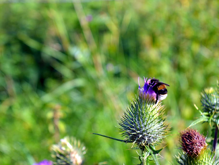 Thistle, Hummel, Prickly, Blossom, Bloom, thistle flower, wild flower HD wallpaper