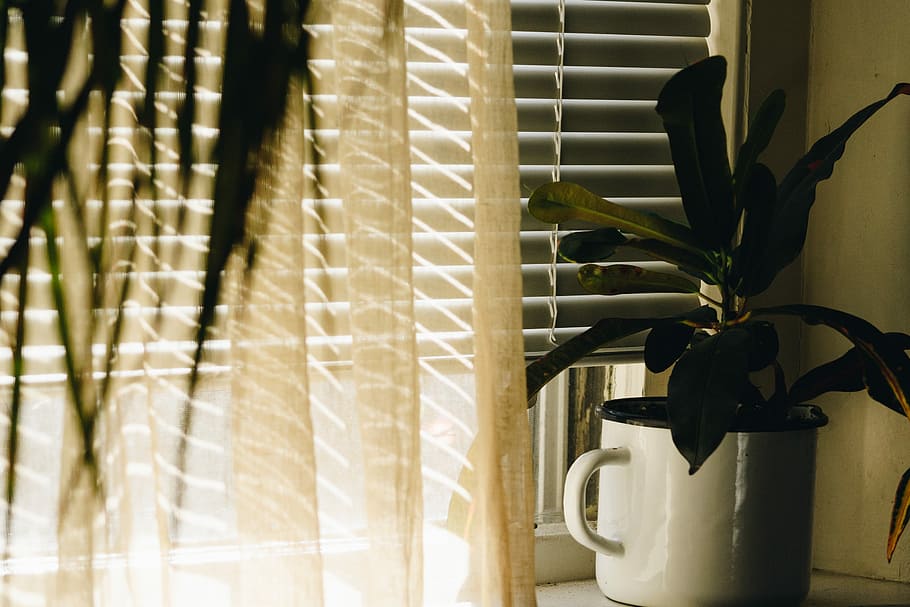 green leafed plant in white pot, green potted plant in white ceramic pot beside white window blinds HD wallpaper