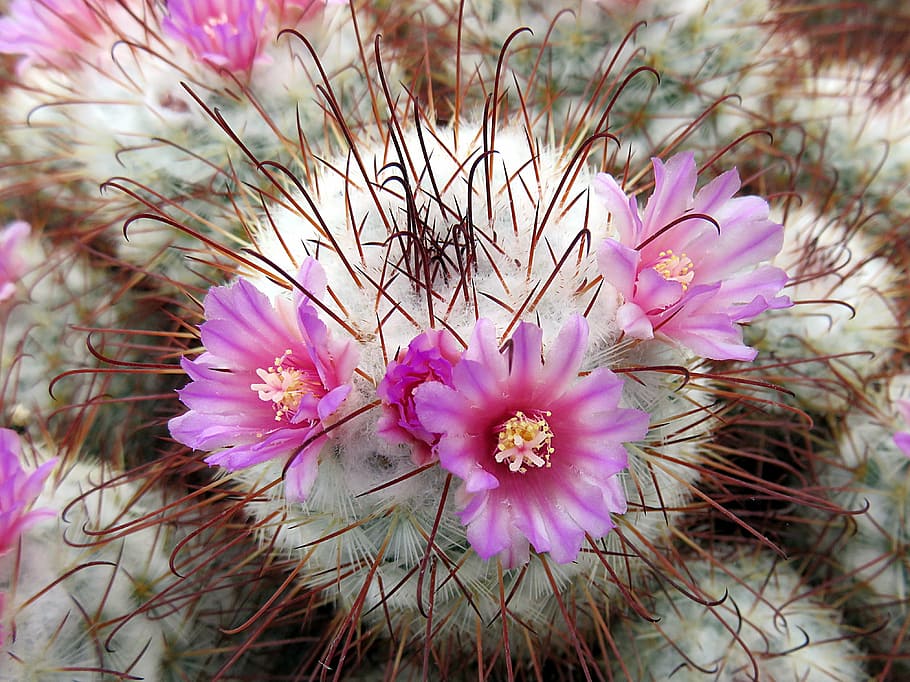 cactus, flower, violet, plants, thorns, flowering plant, pink color HD wallpaper