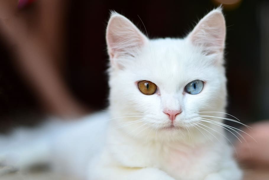short-fur white cat, kitty, push, pet, kitten, cute, animal HD wallpaper