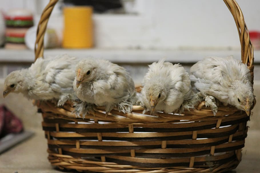 chickens, chicks, pets, farm, hen, baby, bird, poultry, young HD wallpaper