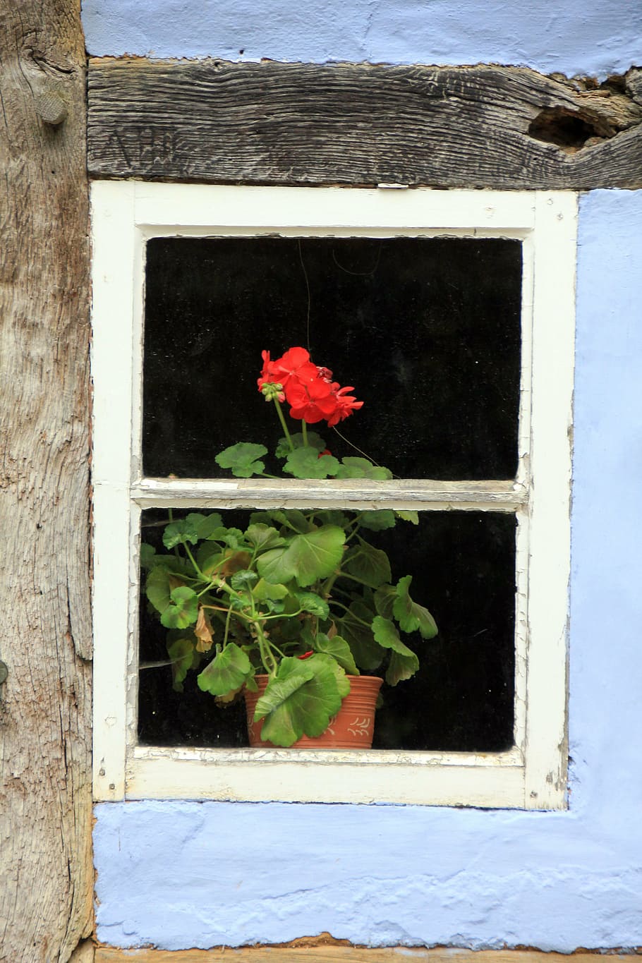 building, truss, home, window, flower, blossom, bloom, geranium HD wallpaper