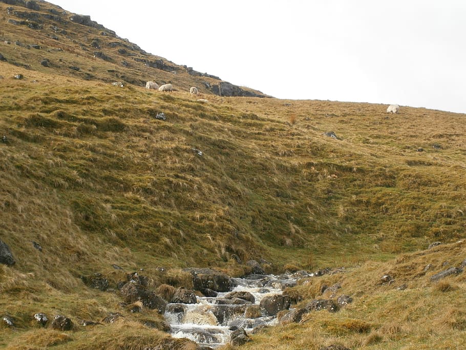 Stream, Hills, Sheep, Landscape, wilderness, scenery, natural HD wallpaper