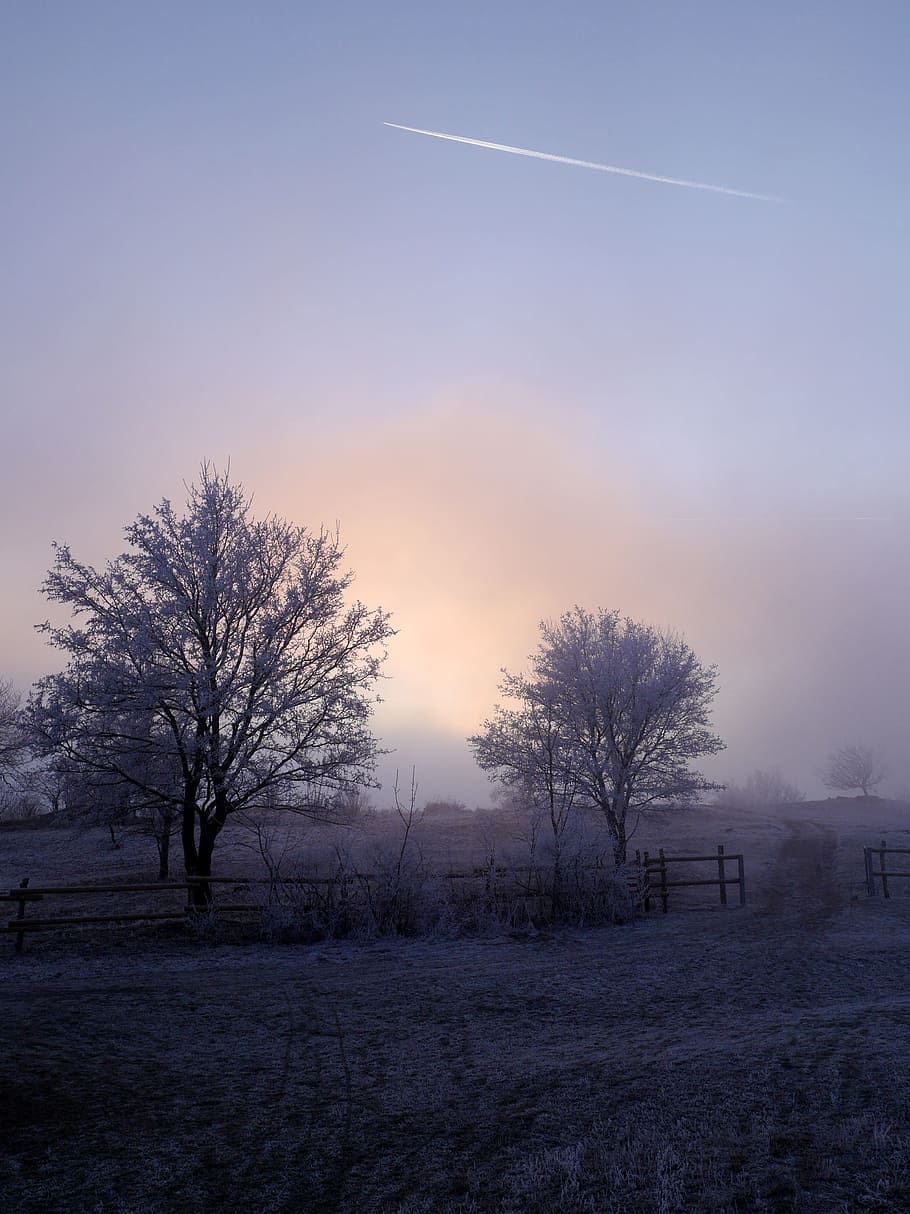 Winter, Trees, Icing, Snow, the sky, sunset, the fog, aircraft HD wallpaper