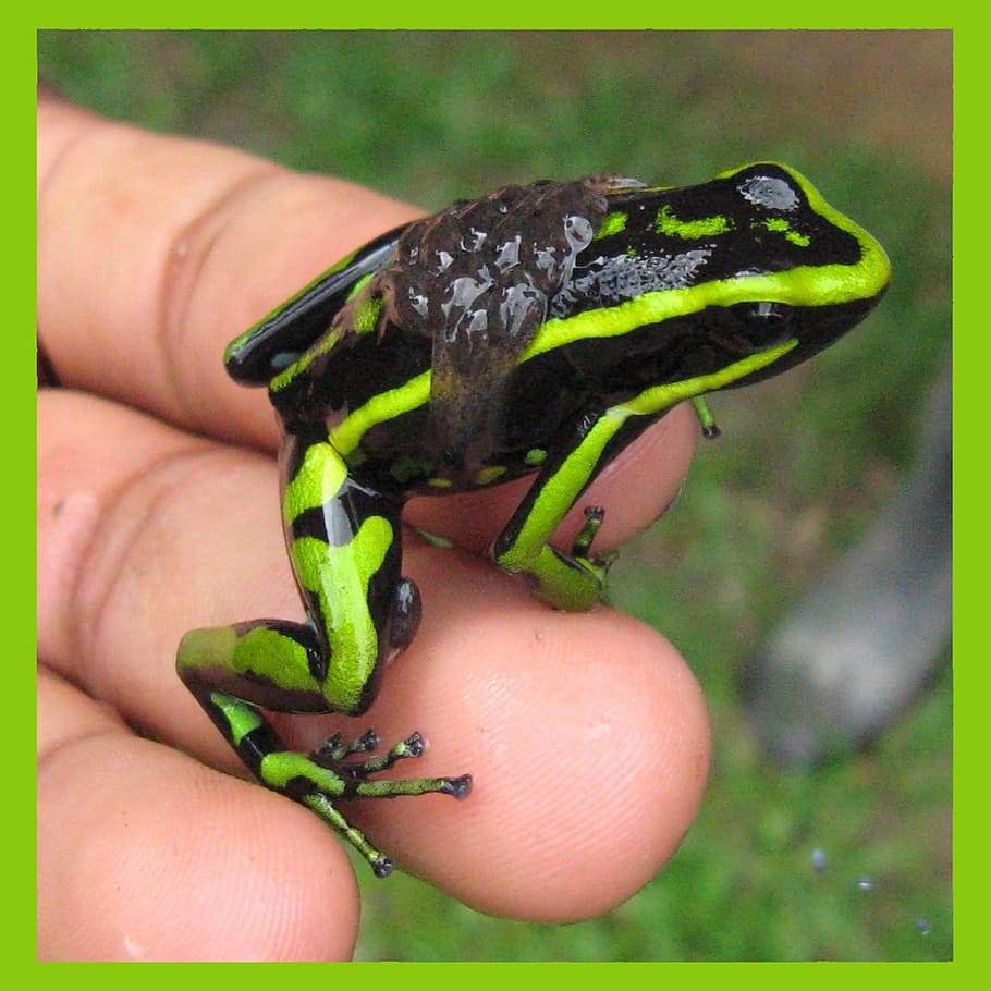 green and black frog on hand, amazon, exotic, tropical, amphibian HD wallpaper