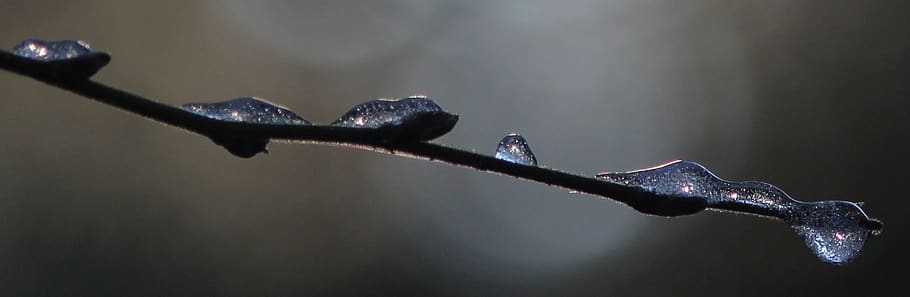 branch, drops, ze, no people, nature, focus on foreground, close-up HD wallpaper
