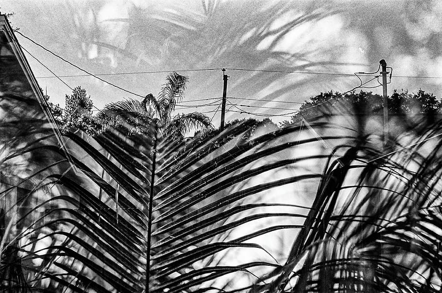 Tropical Exposures, grayscale photography of palm tree, plant HD wallpaper
