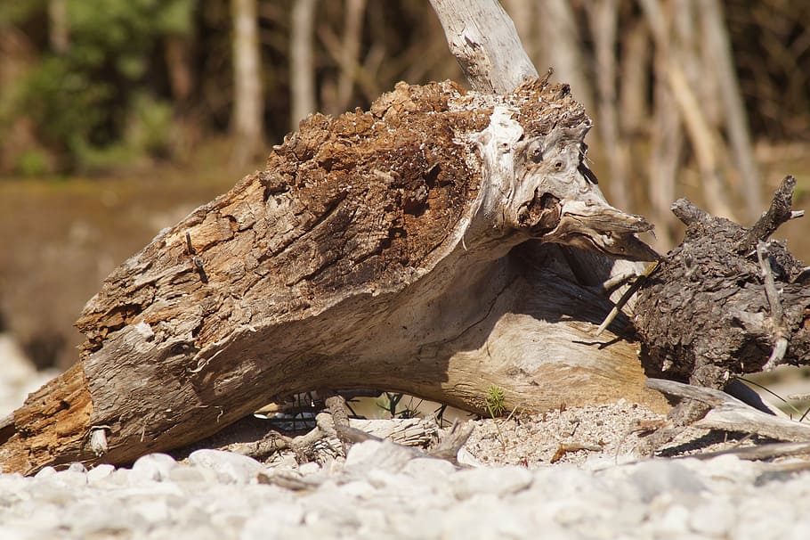 tree stump, root, fell down, mood, mis shapen, wood, morsch HD wallpaper