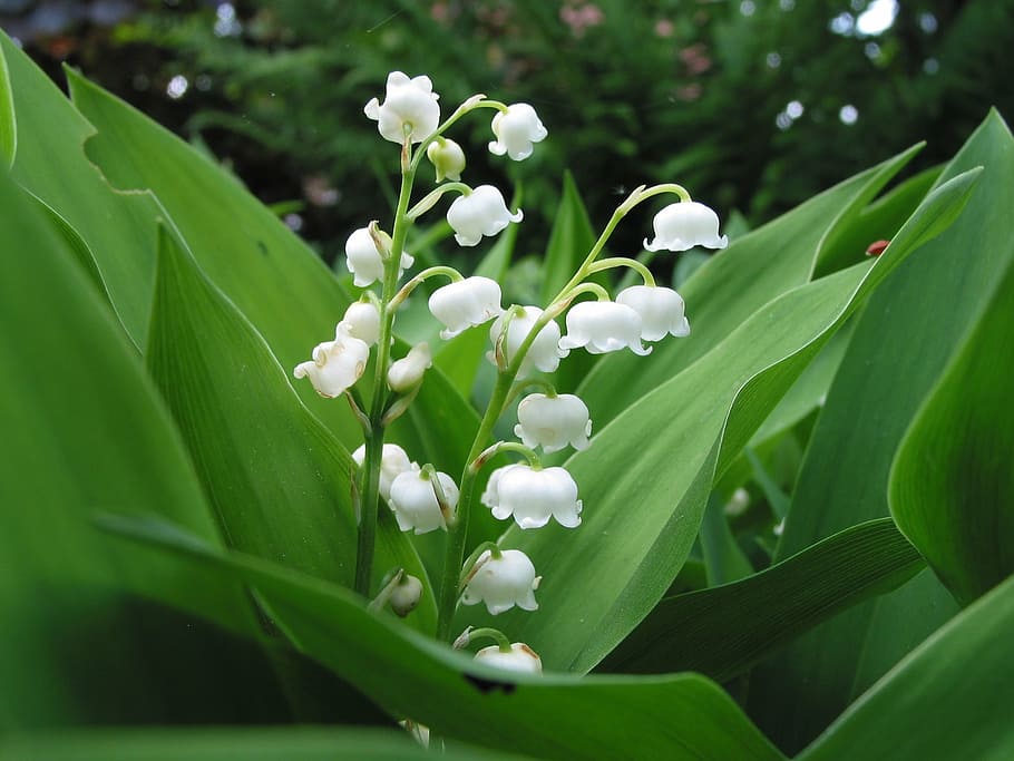 photography of white petaled flowers, lily of the valley, spring