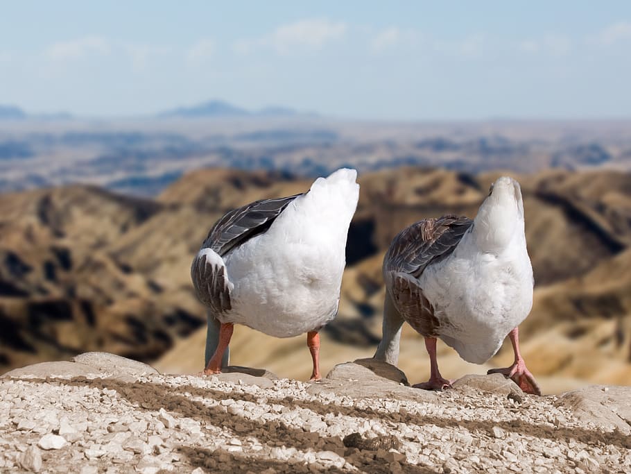 two white-and-black birds stand on rock, geese, rump, deep HD wallpaper