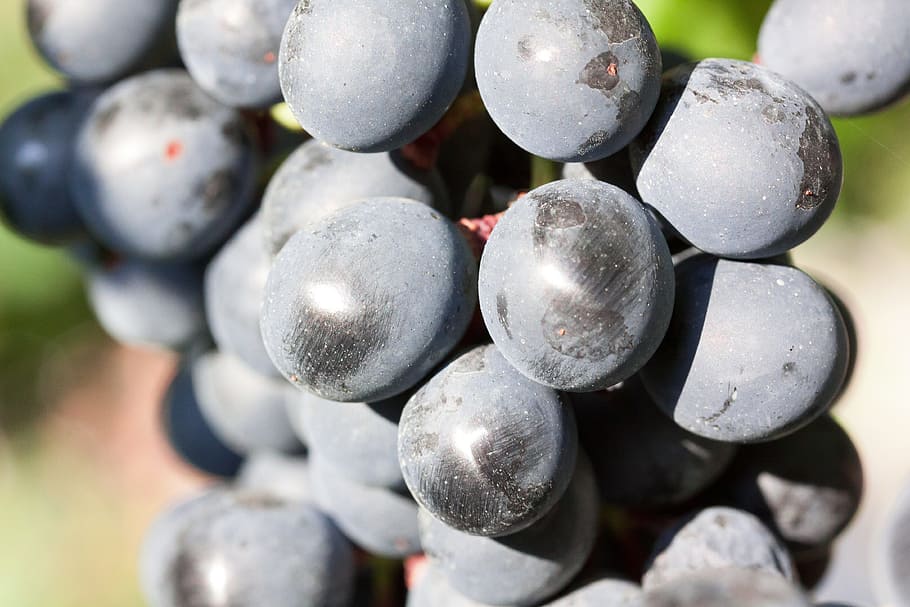 grapes, wine, blue, fruit, fruits, plant, autumn, autumn colours HD wallpaper
