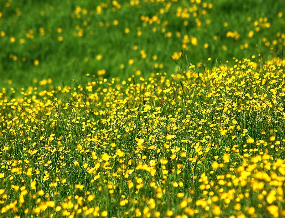 prato, flowers, yellow, spring, bee, nature, green, grass, bloom HD wallpaper