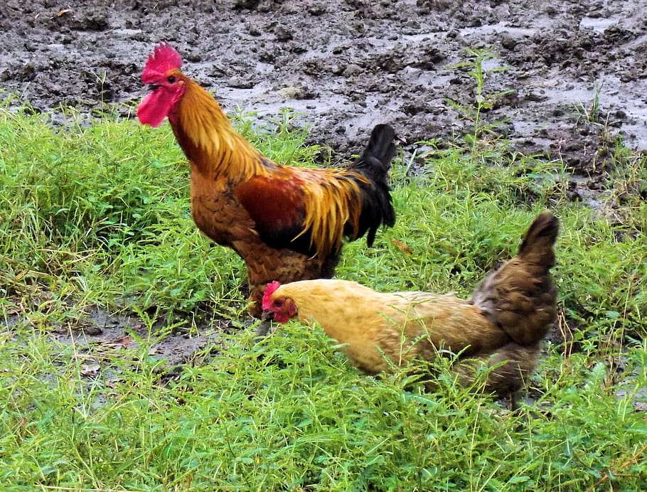 rooster, chicken, hen, farm, chicken farm, animal, poultry, HD wallpaper