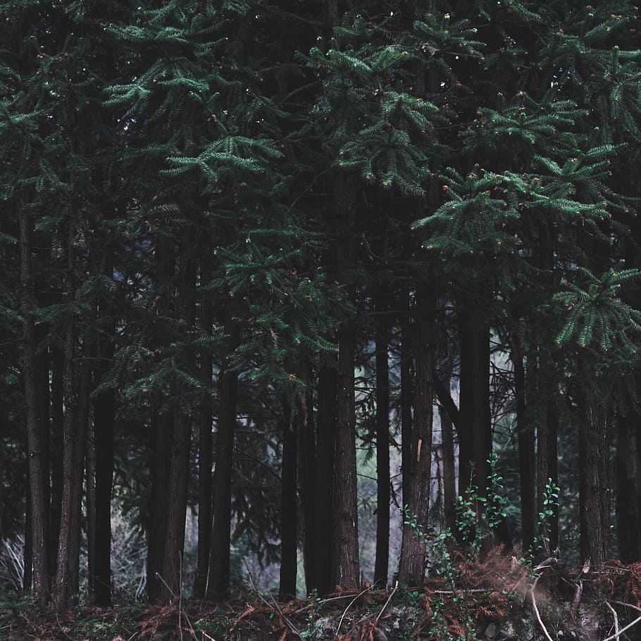 forest, nature, trees, woods, plant, land, tree trunk, growth HD wallpaper
