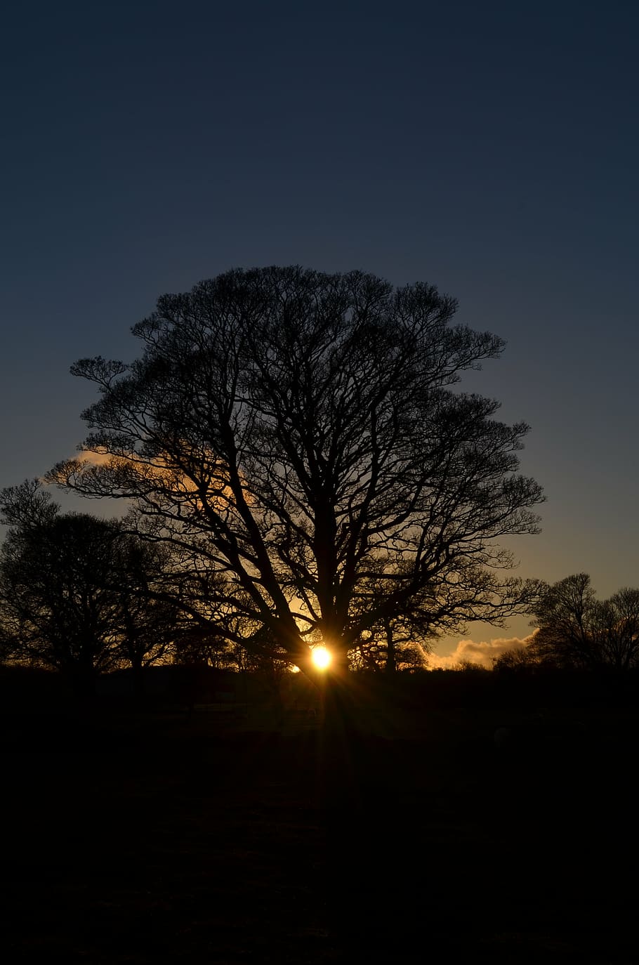 silhouette of trees during sunset, winter, solstice, nature HD wallpaper