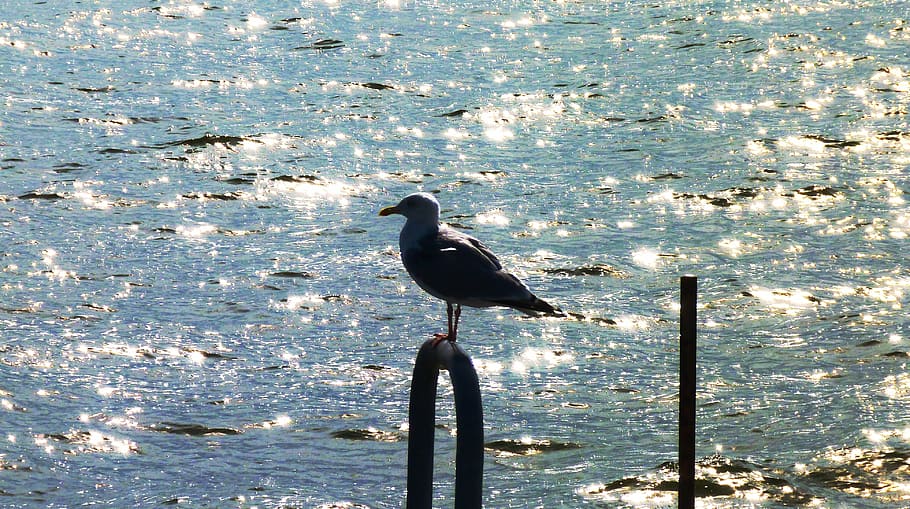 seagull, bird, back light, skyline, animal wildlife, animals in the wild HD wallpaper