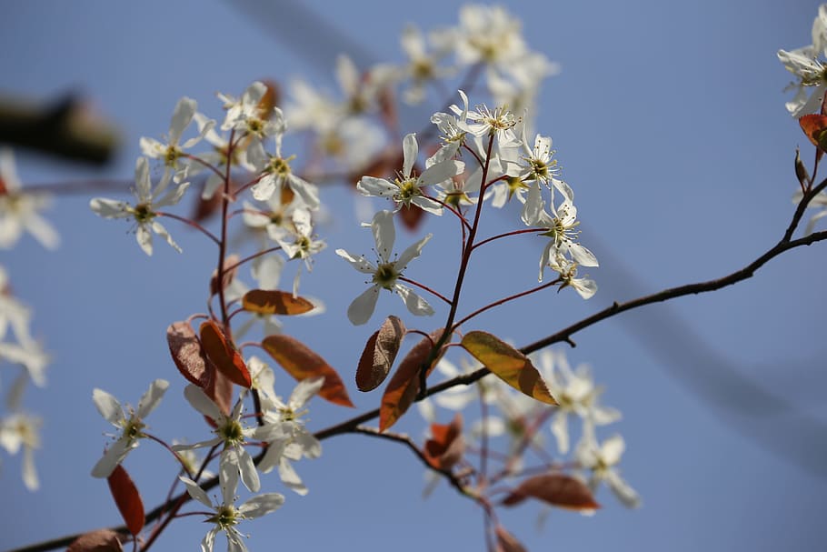 Spring, Cherry, Cherry Blossom, Bloom, nature, tree, japanese cherry trees HD wallpaper