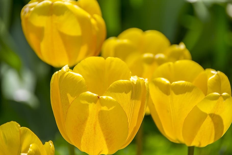 nature, field, flowers, pattern, background, beautiful, bloom HD wallpaper