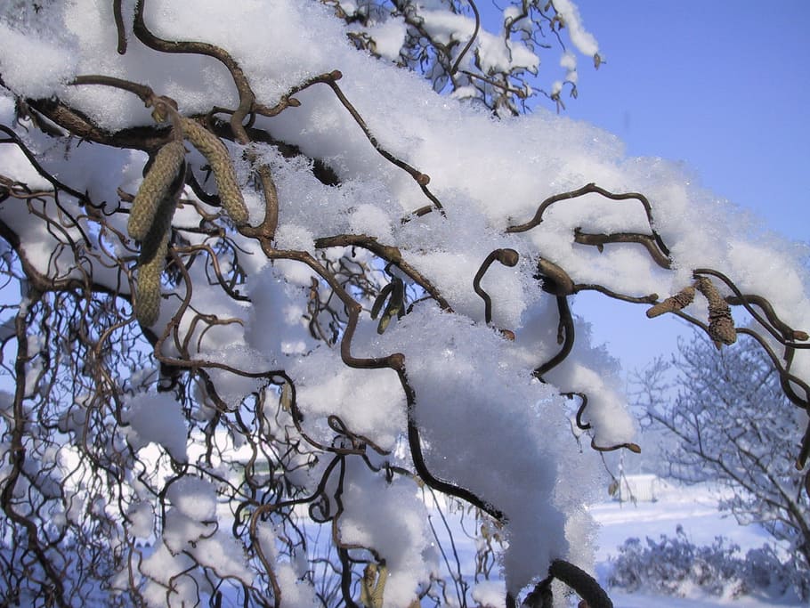 winter, snow, snowy, cold temperature, tree, nature, plant HD wallpaper