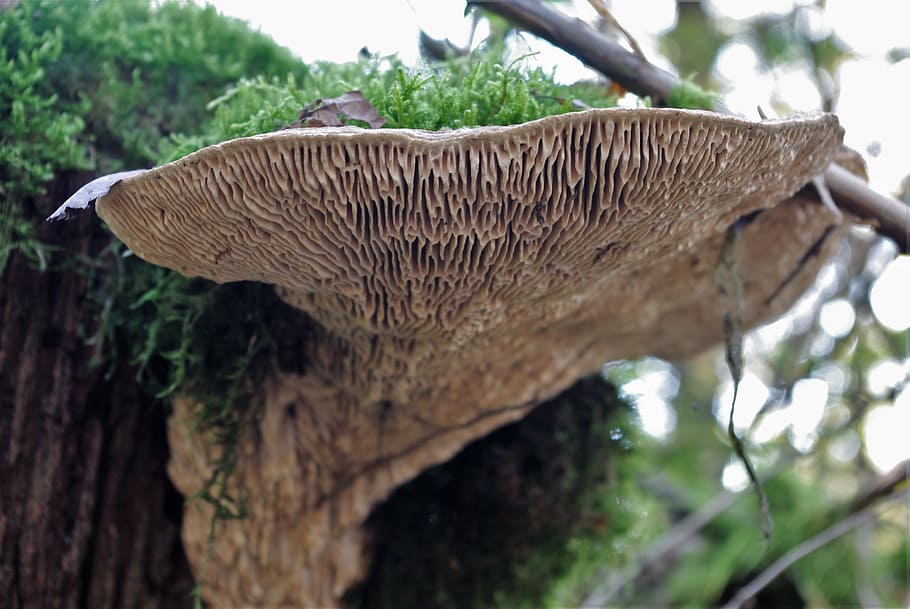 mushroom, tree fungus, forest, nature, autumn, tribe, wood, HD wallpaper