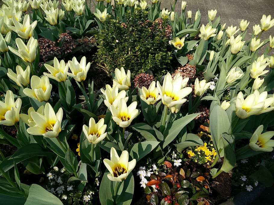 spring, white, yellow, nature, garden, plant, flower, tulip HD wallpaper