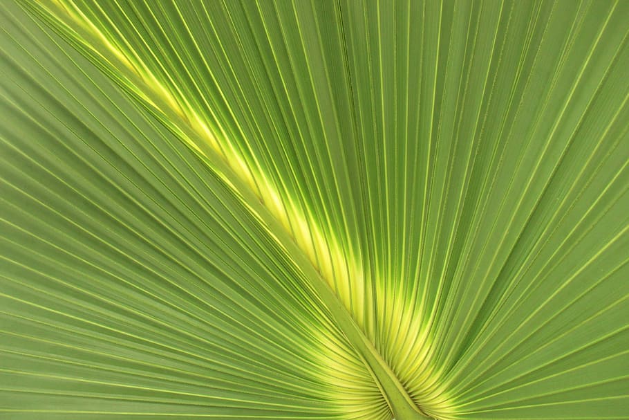 Palm, Leaf, Structure, nature, backgrounds, abstract, plant HD wallpaper