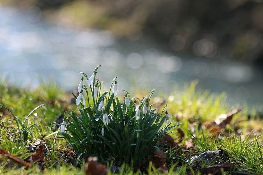 snowdrops, plants, flower bulbs, spring, growth, grass, green color HD wallpaper