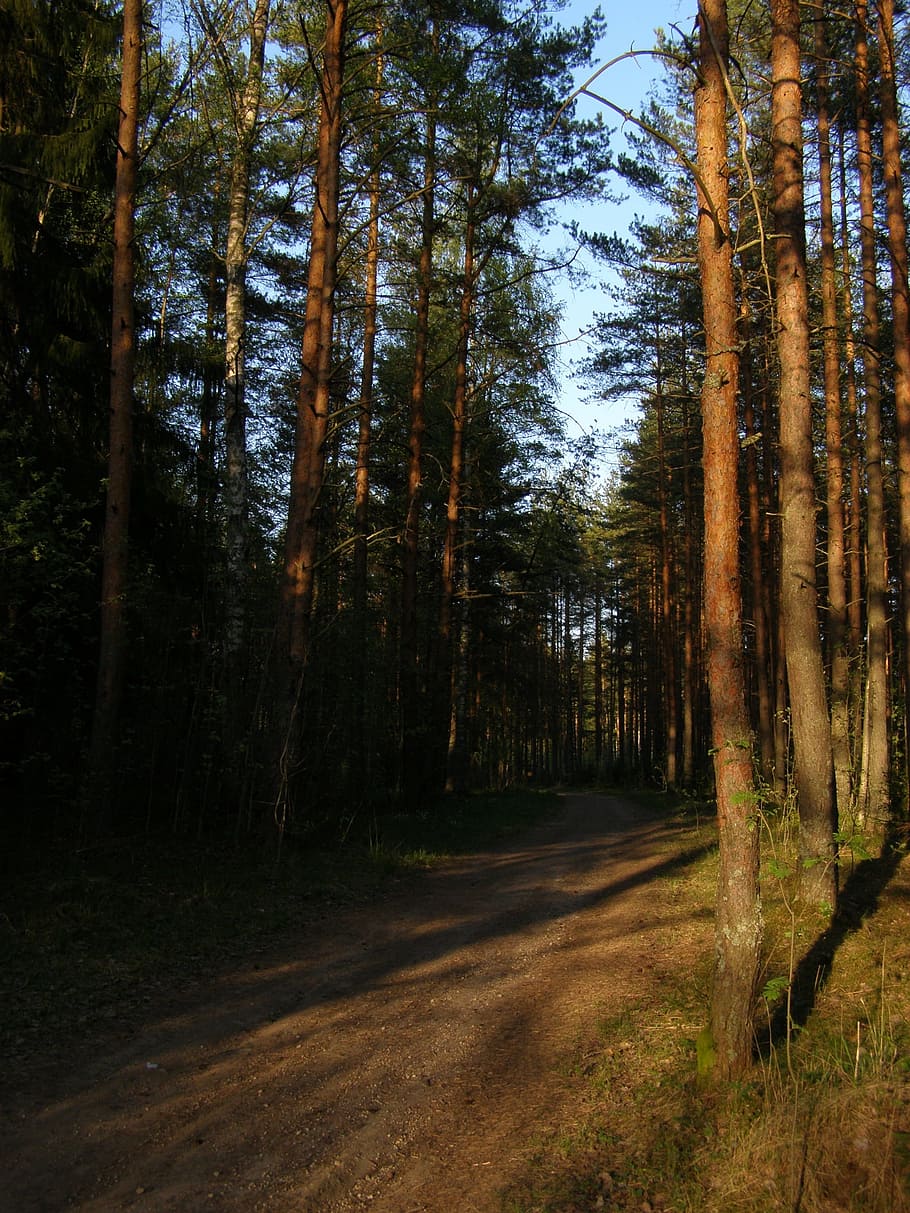 pine, forest, sun, light, sunset, trail, tree, plant, land HD wallpaper