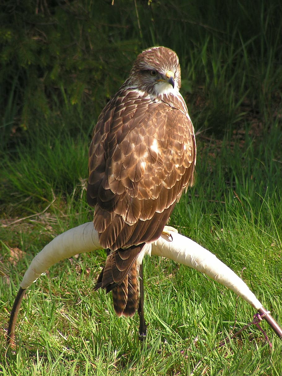 buzzard, buteo buteo, falconry, training, breeding raptors HD wallpaper