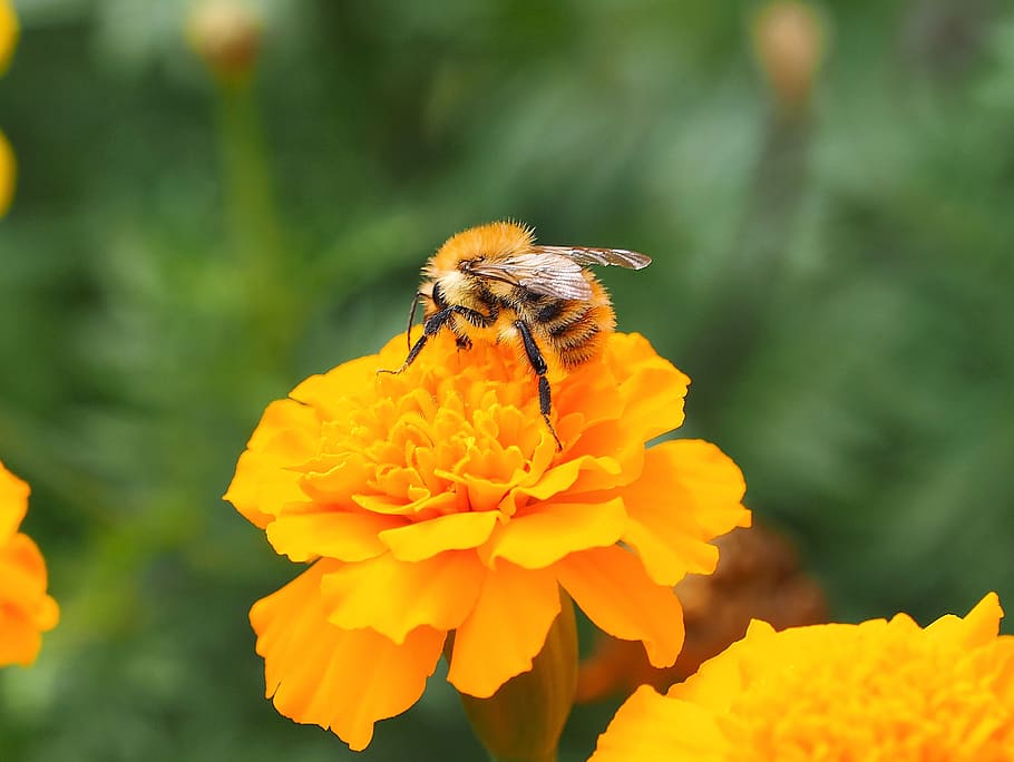 drone fields, bourdon, insects, macro, nature, flower, flowering plant HD wallpaper