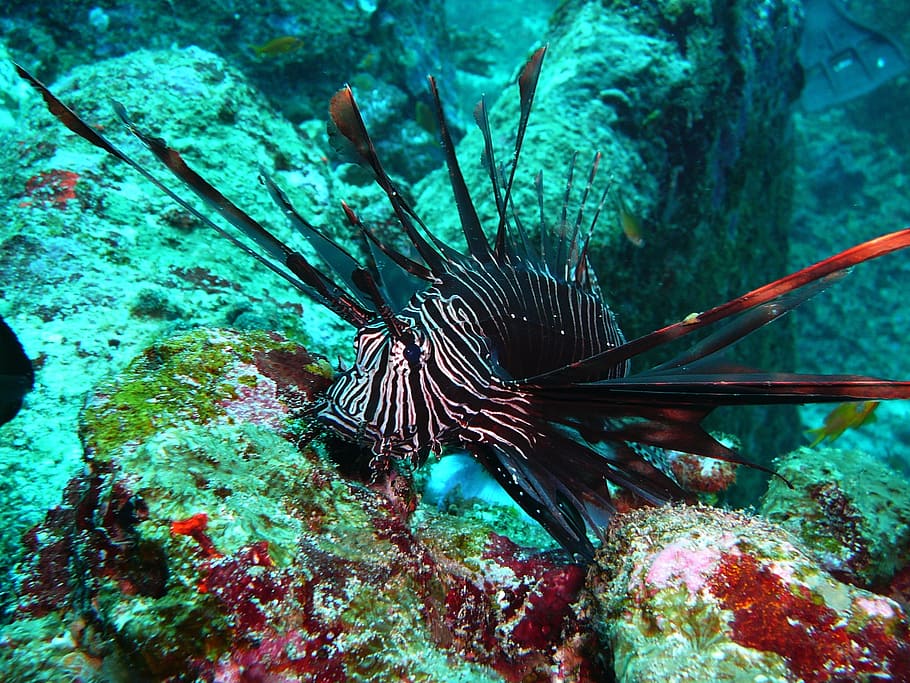 red fire fish, lionfish, black fire fish, colorful, gift, toxic, HD wallpaper