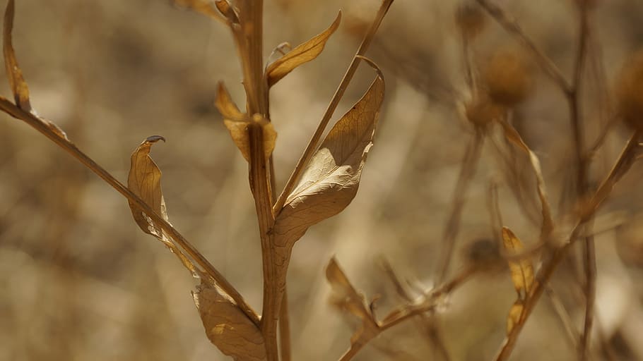 leaf, leaves, dry, dried, arid, brown, autumn, fall, plant HD wallpaper