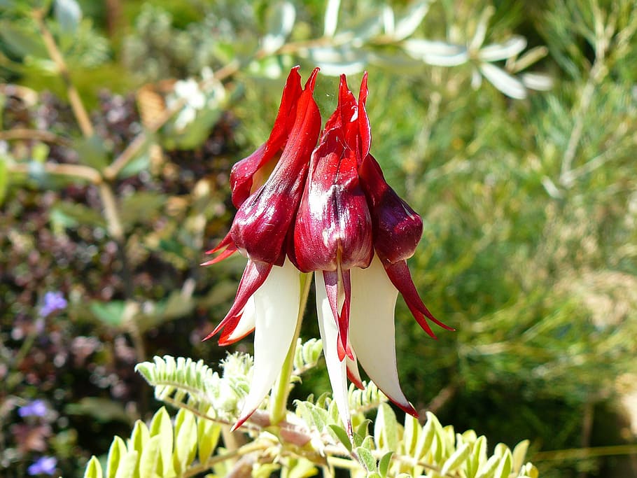 native, australia, plant, aussie, flower, bushland, nature HD wallpaper