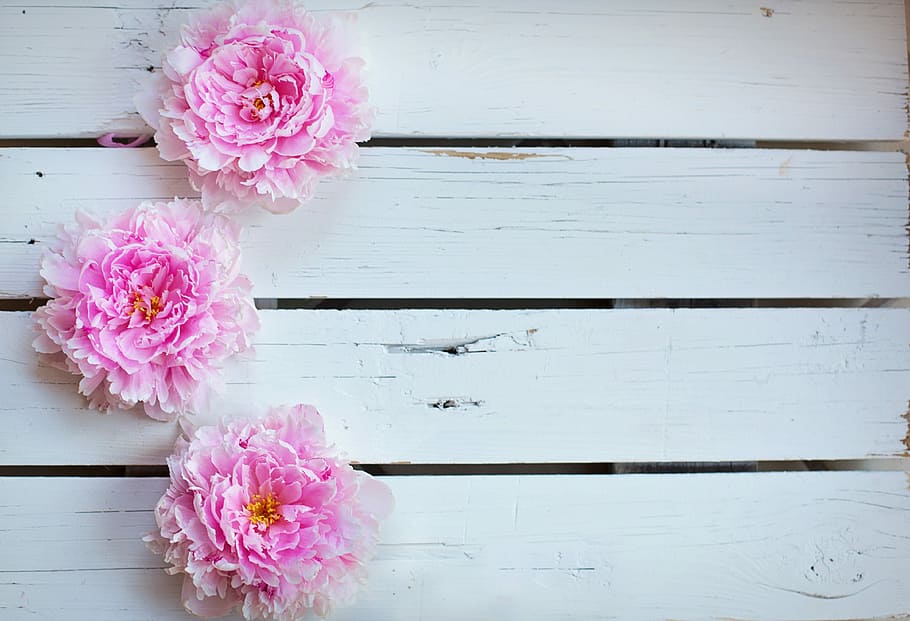 three pink petaled flowers, peonies, background, backdrop, spring, HD wallpaper