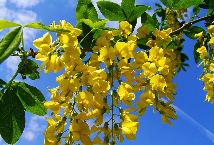 selective focus photography of yellow golden shower flowers, yellow-flowered acacia gold