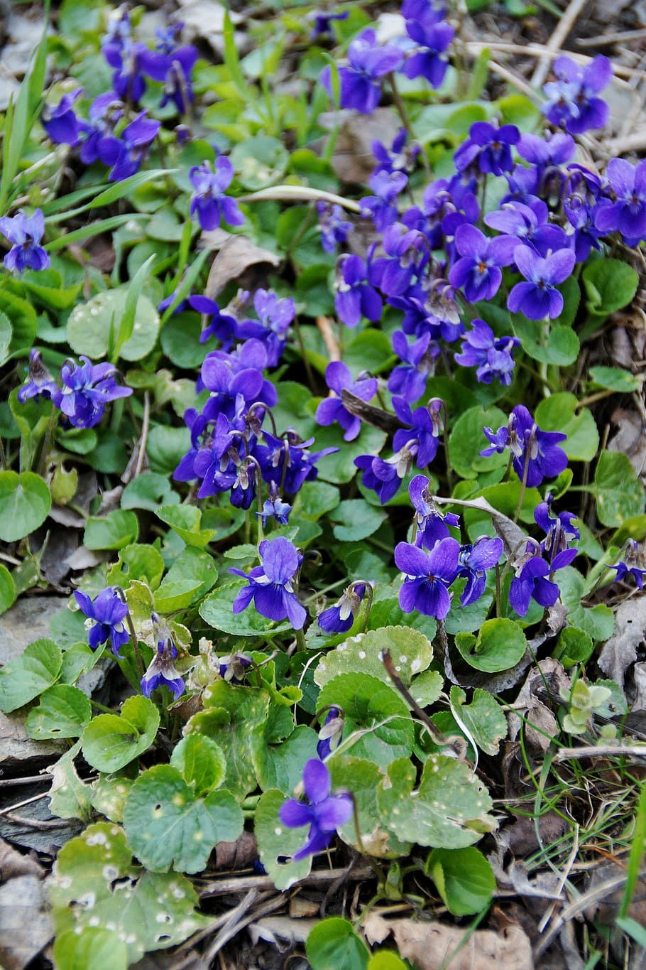 Violets, Florets, Spring, the vegetation, purple, flower, growth HD wallpaper