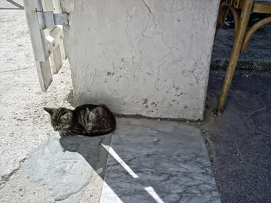 cat, gray, sweet, tunisia, the republic of tunisia, animal themes HD wallpaper