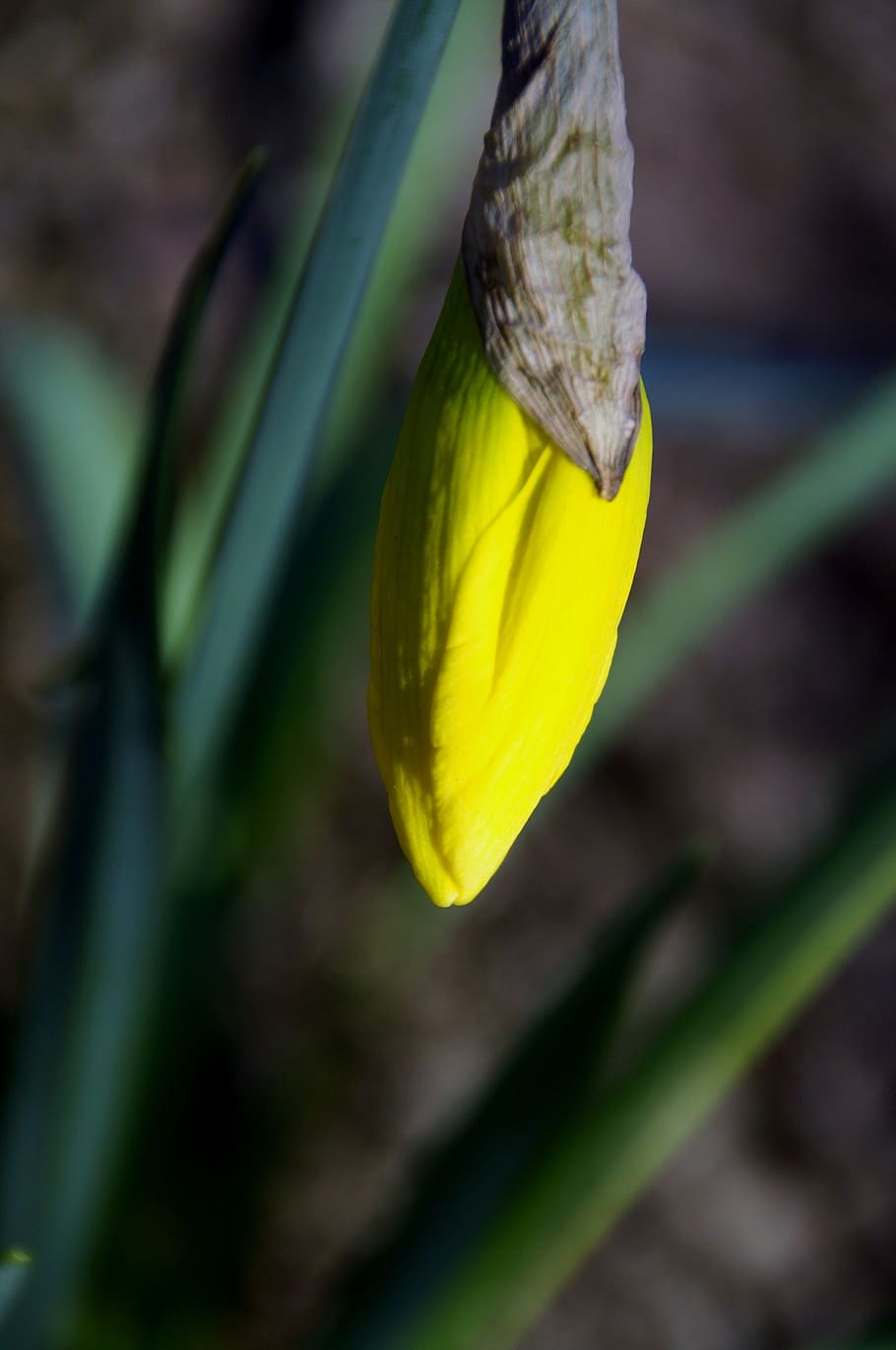 daffodil, bud, spring, flower, yellow, signs of spring, plant HD wallpaper