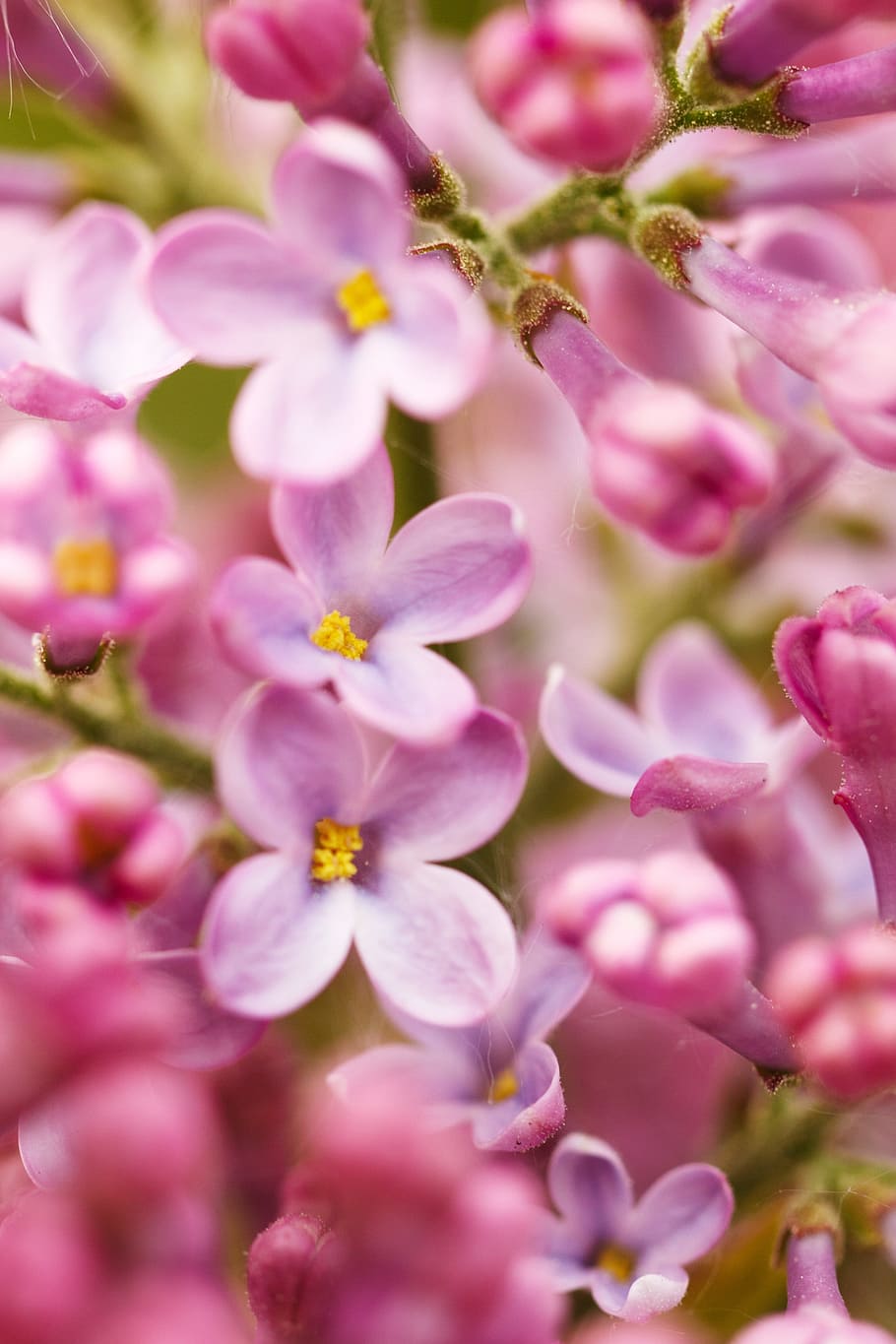 selective focus photography of cherry blossoms, bloom, blooming HD wallpaper