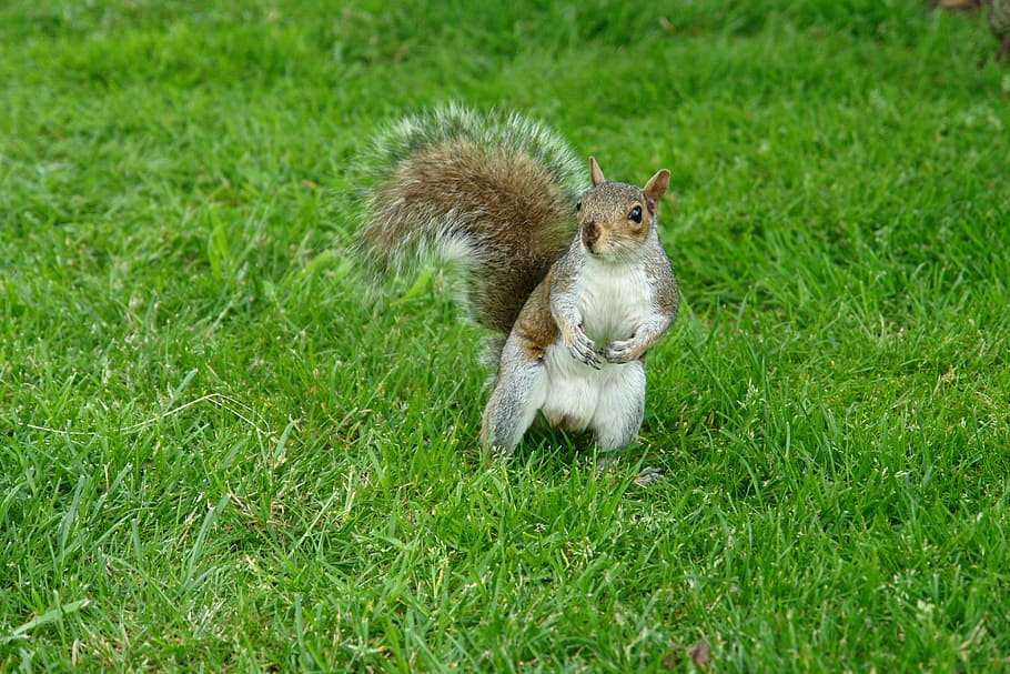squirrel, animals, natural, forest, grass, mammal, animal themes HD wallpaper
