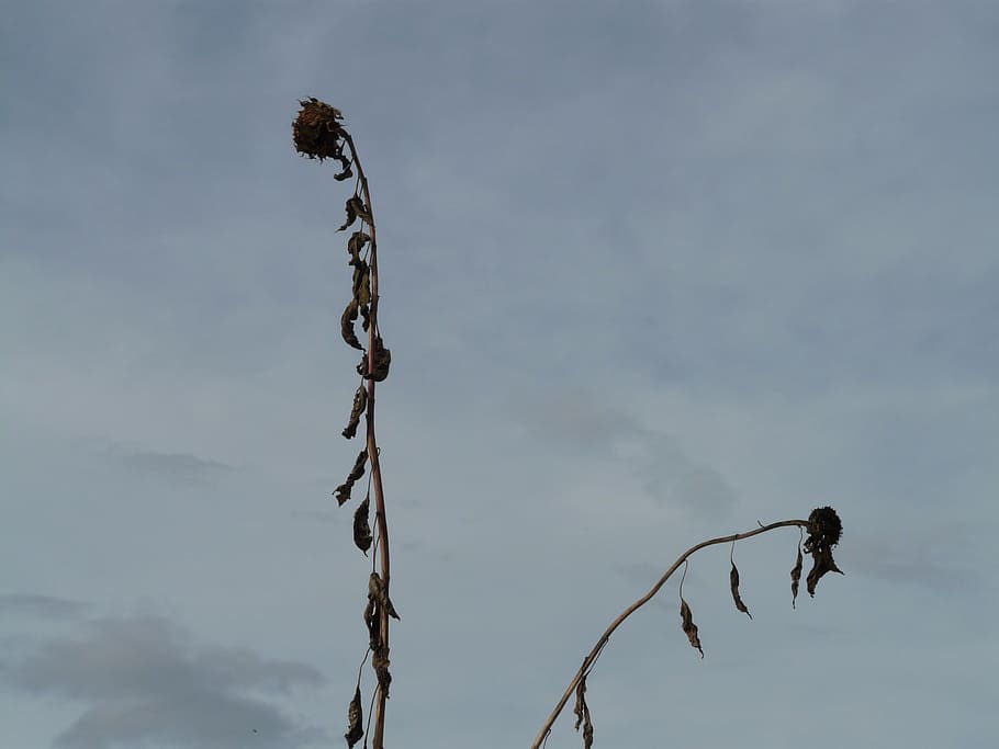 dried leaves illustration, sunflower, dry, stranded tramples over HD wallpaper